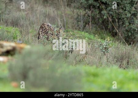 Giovani conigli iberici da caccia in una foresta mediterranea alla prima luce di una fredda giornata autunnale Foto Stock