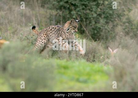 Giovani conigli iberici da caccia in una foresta mediterranea alla prima luce di una fredda giornata autunnale Foto Stock