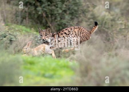 Giovani conigli iberici da caccia in una foresta mediterranea alla prima luce di una fredda giornata autunnale Foto Stock