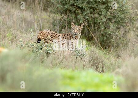 Giovani conigli iberici da caccia in una foresta mediterranea alla prima luce di una fredda giornata autunnale Foto Stock