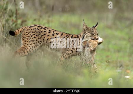 Giovani conigli iberici da caccia in una foresta mediterranea alla prima luce di una fredda giornata autunnale Foto Stock