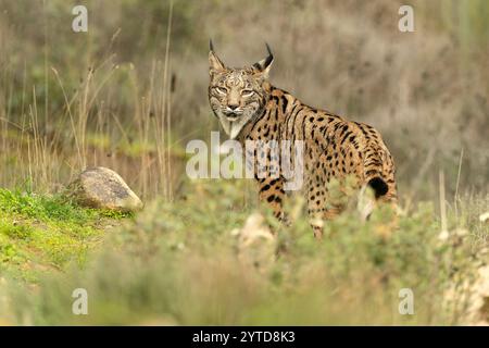 Femmina adulta di lince iberica in una foresta mediterranea alla prima luce di una fredda giornata autunnale Foto Stock