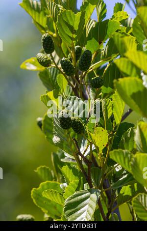 Coni di ontano verdi e marroni, gatti di ontano e foglie verdi. Foto Stock