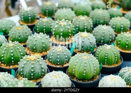 Astrophytum asterias cactus pianta in serre Foto Stock