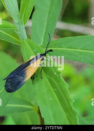 Smoky Moth con toppe arancioni (Pyromorpha dimidiata) Foto Stock