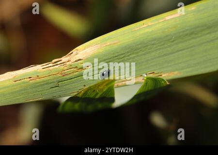 Coleottero delle pulci dell'Iris (Aphthona nonstriata) Foto Stock