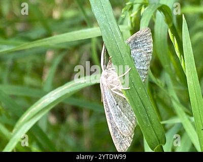 Northern Wave Moth (Cabera exanthemata) Foto Stock