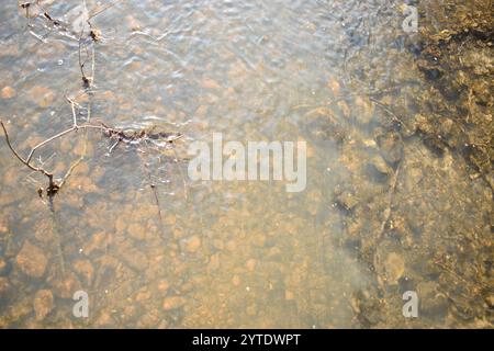 Vista dall'alto del fondo del fiume con pietre e rami. Foto Stock