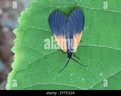 Smoky Moth con toppe arancioni (Pyromorpha dimidiata) Foto Stock