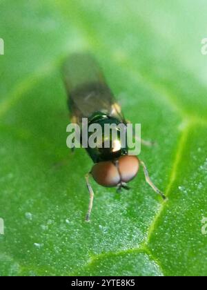 Gem Fly con corna nera (Microchrysa polita) Foto Stock