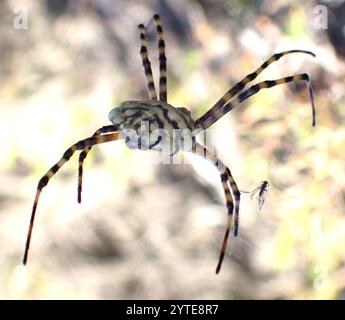 Ragno Orbweb da giardino comune (Argiope australis) Foto Stock