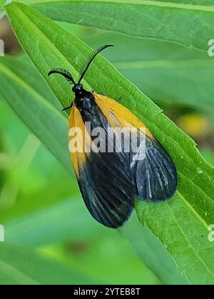 Smoky Moth con toppe arancioni (Pyromorpha dimidiata) Foto Stock