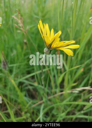 Barba di capra orientale (Tragopogon orientalis) Foto Stock