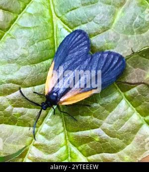 Smoky Moth con toppe arancioni (Pyromorpha dimidiata) Foto Stock