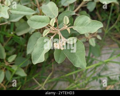 Spiaggia di Croton (Croton punctatus) Foto Stock