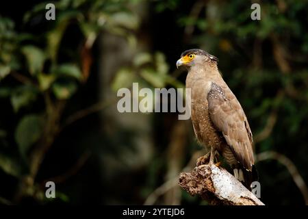 Aquila serpente crestata (Spilornis Cheela). Fiume Kinabatangan, Abai, Sabah Borneo, Malesia Foto Stock