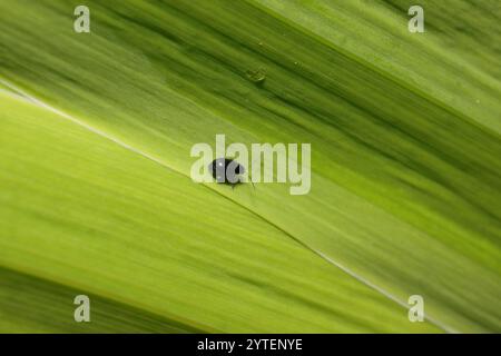 Coleottero delle pulci dell'Iris (Aphthona nonstriata) Foto Stock
