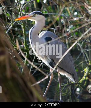 Heron grigio (Ardea cinerea) scattato presso Haslam Park Pond il 26 novembre 2024. Foto Stock