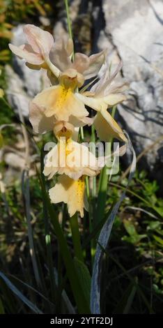 Orchidea a fiore sparso (Orchis pauciflora) Foto Stock