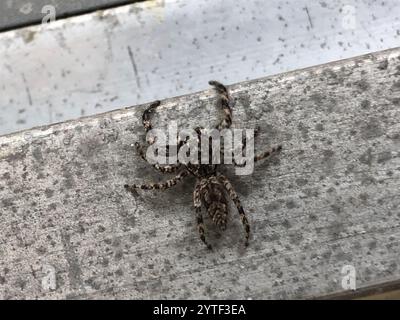 Ragno saltato Tan (Platycryptus undatus) Foto Stock