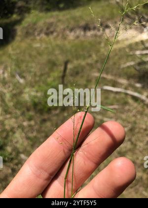 Panicgrass a frutto piccolo (Dichanthelium dichotomum dichotomum) Foto Stock