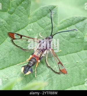 Clearwing Moth con punta rossa (Synanthedon formicaeformis) Foto Stock