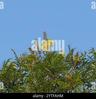 Sonaglino piangente (Peltophorum africanum) Foto Stock