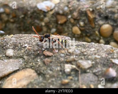 Marsham's Nomad Bee (Nomada marshamella) Foto Stock