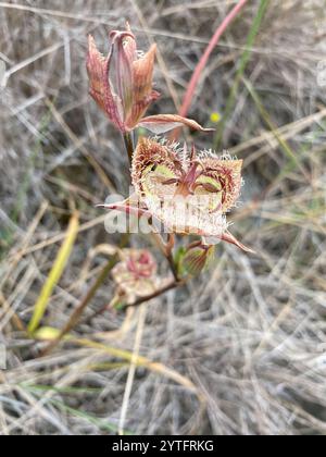 Giglio di Tiburon mariposa (Calochortus tiburonensis) Foto Stock