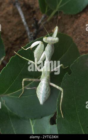 Manti ad armi larghe (Cilnia humeralis) Foto Stock