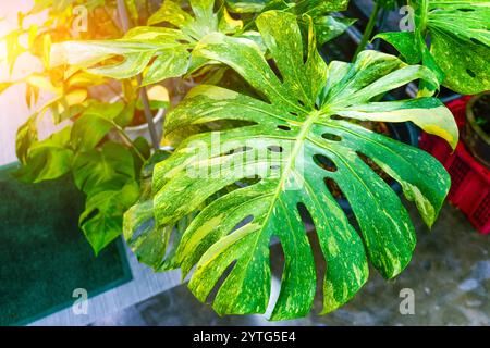 Monstera Thai Constellation crema gialla variegata bella pianta tropicale Foliage. Foto Stock