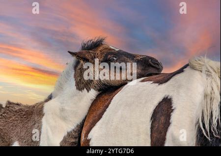 un puledro che riposa il mento sulle madri al tramonto Foto Stock