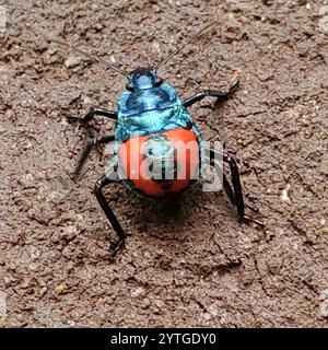 Insetto predatore della Florida (Euthyrhynchus floridanus) Foto Stock