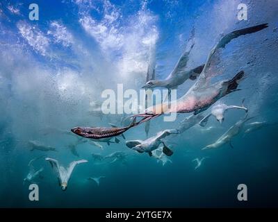 Livello degli occhi con le immersioni dei gannetti settentrionali (Morus bassanus) che portano sott'acqua lo sgombro (Scomber scombrus). Più altre reti di immersione sullo sfondo Foto Stock