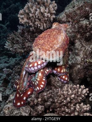Livello degli occhi con un polpo diurno (Octopus cyanea) che poggia sulla barriera corallina Foto Stock