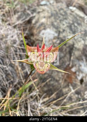 Giglio di Tiburon mariposa (Calochortus tiburonensis) Foto Stock