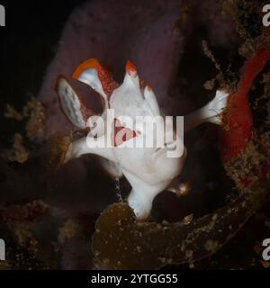 Al livello degli occhi con Juvenille Warty (Clown) Frogfish (Antennarius maculatus) sedeva tra i coralli molli. Foto Stock