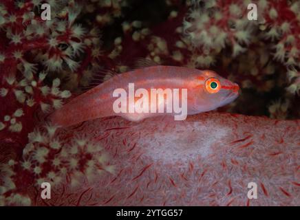 Livello degli occhi con Common Ghost Goby (Fusigobius pallidus) seduto su corallo morbido rosso. Foto Stock