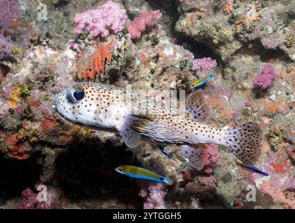 Livello degli occhi con Porcupinefish maculato (Diodon hystrix). Lo sfondo è una miscela di corallo morbido e duro. Foto Stock