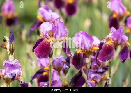 Splendidi fiori di Iris viola e Bordeaux fioriscono in un giardino, aggiungendo colori vivaci al paesaggio primaverile Foto Stock
