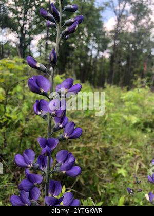 Indaco selvatico blu prateria orientale (Baptisia australis aberrans) Foto Stock