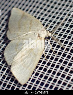 Northern Wave Moth (Cabera exanthemata) Foto Stock