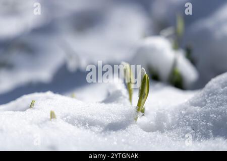 Delicati fiori di neve emergono dalla neve, simboleggiando il passaggio dall'inverno alla primavera e il rinnovamento della vita Foto Stock