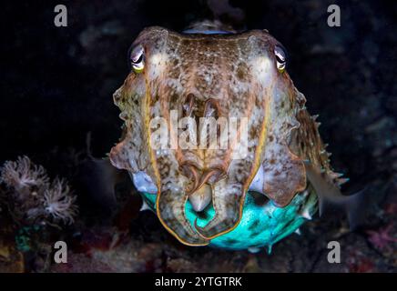 Altezza degli occhi con seppia Broadclub (Sepia latimanus) Foto Stock
