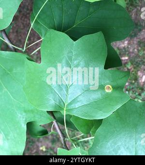 Macchia di foglie di tulipani (Resseliella liriodendri) Foto Stock