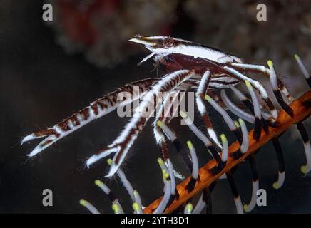 Altezza degli occhi con aragosta di squat Crinoid (Allogalathea elegans) Foto Stock