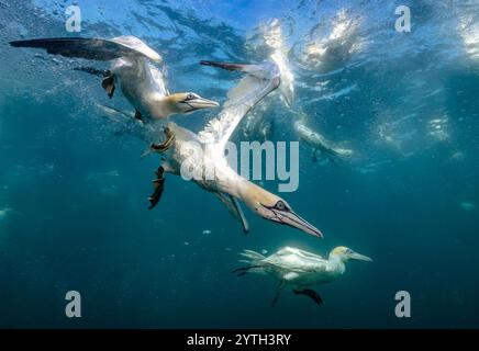 Livello degli occhi con le immersioni dei gannetti settentrionali (Morus bassanus) che portano sott'acqua lo sgombro (Scomber scombrus). Più altre reti di immersione sullo sfondo Foto Stock