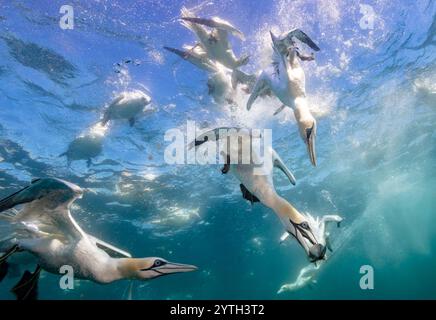 Livello degli occhi con le immersioni dei gannetti settentrionali (Morus bassanus) che portano sott'acqua lo sgombro (Scomber scombrus). Più altre reti di immersione sullo sfondo Foto Stock