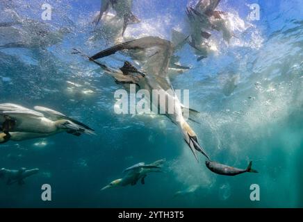 Livello degli occhi con le immersioni dei gannetti settentrionali (Morus bassanus) che portano sott'acqua lo sgombro (Scomber scombrus). Più altre reti di immersione sullo sfondo Foto Stock