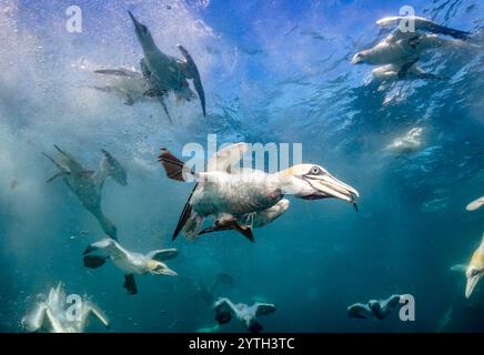 Livello degli occhi con le immersioni dei gannetti settentrionali (Morus bassanus) che portano sott'acqua lo sgombro (Scomber scombrus). Più altre reti di immersione sullo sfondo Foto Stock